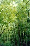 Bamboo Forest, Mae Hong Son Province
