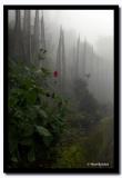 Misty Prayer Flag Forrest, Bhutia Busti