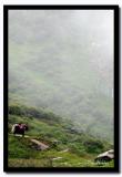 Yak at Tsomgo Lake, East Sikkim