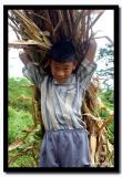 Carrying Corn Stalk, Pakang