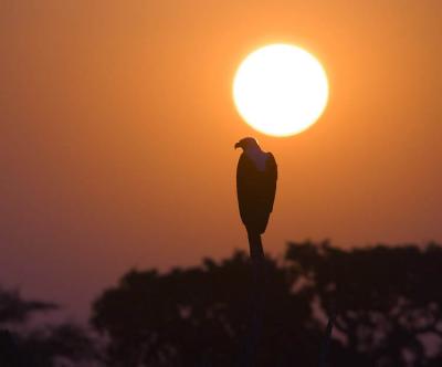 Kruger Park - African Fish Eagle