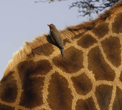 Kruger Park - Redbilled Oxpecker on Giraffe