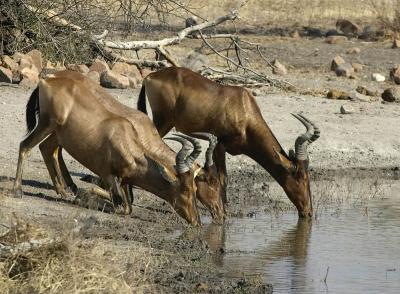 Tau - Red Hartebeest