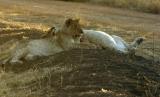 Tau - Same lion cubs, 24 hrs later.