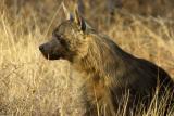 Tau - Brown Hyena