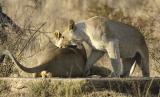 Tau - Playful lions