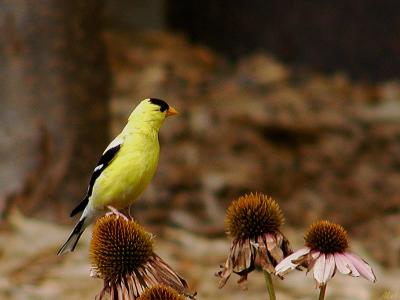 Yellow Finch2.jpg(413)