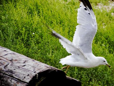 Seagull taking flight.jpg(166)