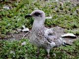 Curious Seagull.jpg(149)