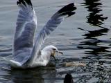 Greedy Gull.jpg(181)
