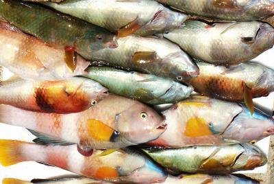 Fish-800pix.JPG* Jackson