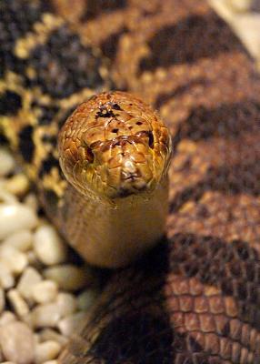* Wrinkled Head by Blindman
