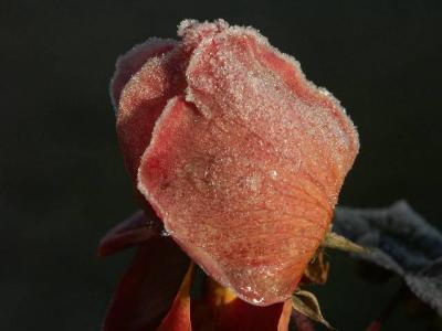 Iceflower.jpeg * by Luca Gemelli