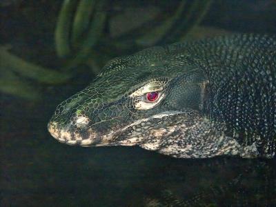 * Red-eye.jpg John Cagnina