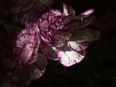 The Mysterious Purple Fringe* by ?mark w/A1