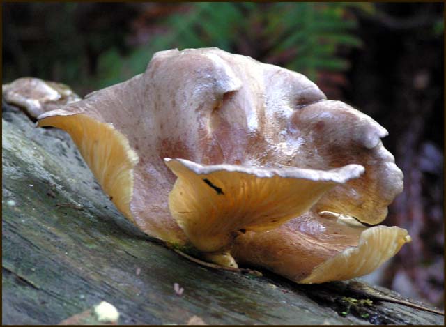 Paxillus panuoides 2 - Carita.jpg