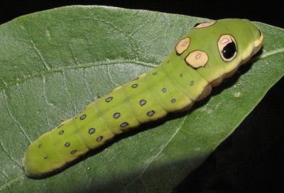 Swallowtail Caterpillar.jpg
