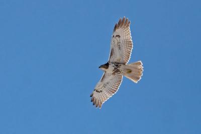 Juvenile Red-tailed Hawk