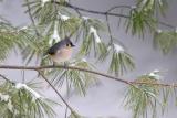 Titmouse 1