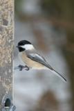 Chickadee Feeder 3