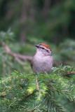 Chipping Sparrow