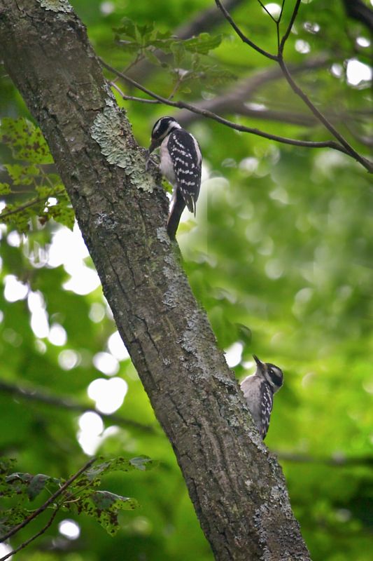 Hairy Woodpecker and Young