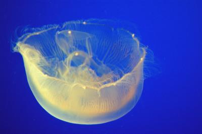 Under_Water_World_Jellyfish.jpg