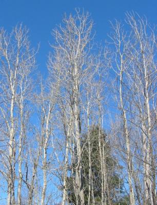 u38/mwalker427/medium/40249657.birches.jpg