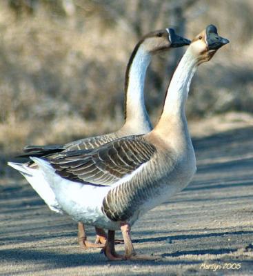 u38/mzm/medium/40258283.fowl107.jpg