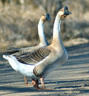 'looking both ways before crossing ... '