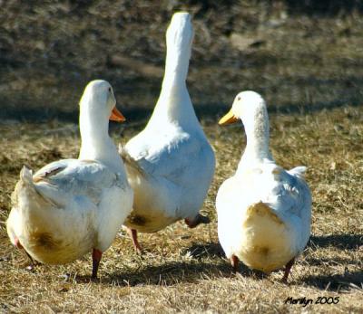 'hey!!! ... if yah gonna march with us, get IN STEP!!!!'
