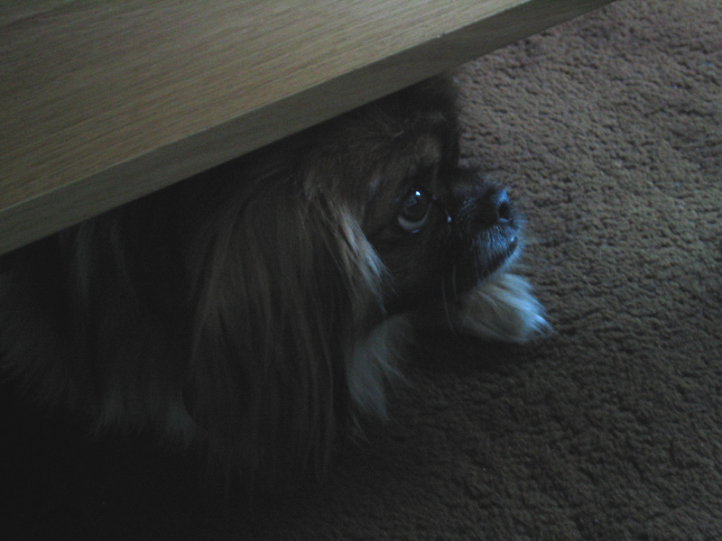 Tamino_hiding.jpg