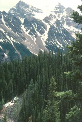 u38/ngruev/medium/32005706.Canada056.jpg