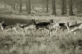 Deer running wild, on a winters day in the Richmond Park