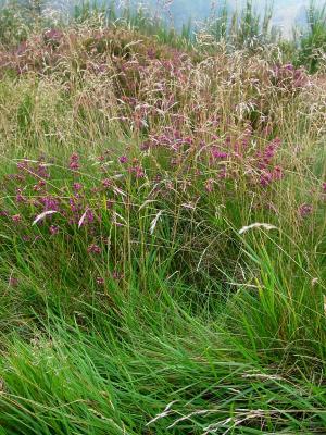 Grass and Heather