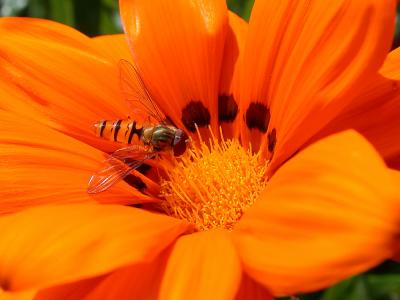 Hoverfly 1