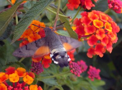 Humming Bird Hawk Moth