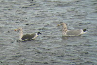 Lesser Black-backed Gull and Herring Gull, Odiorne SP, NH, January