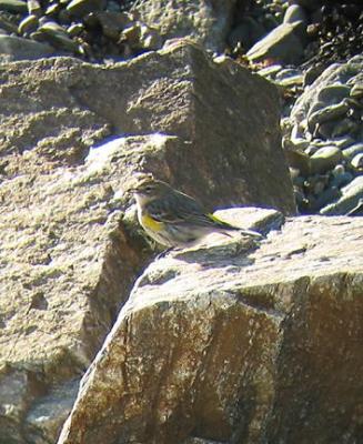 Yellow-rumped Warbler, Odiorne SP, NH, January