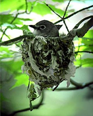 Blue-headed Vireo, Pawtuckaway SP, NH, May