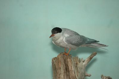 IMGP1720.jpg