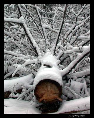 Branches