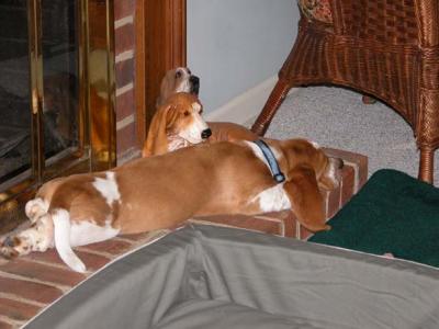 RealBasset.jpg