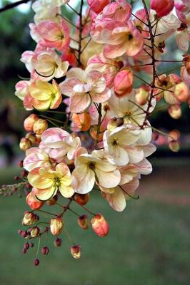 DSC_8487FlowerTreeFxSh2_Sm.jpg