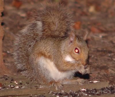 Squirrels0034DSC_1525USM.jpg