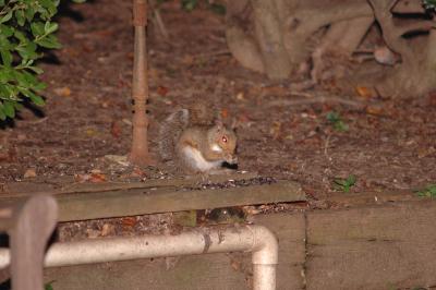 Squirrels0034DSC_1525_sm.jpg