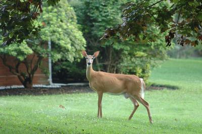 deer_1542_smniusm.jpg