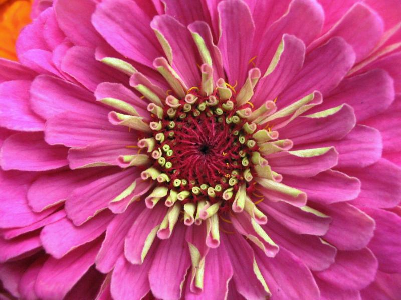 Zinnia