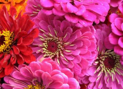 zinnia008.jpg