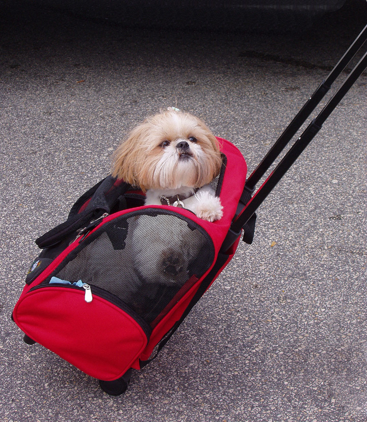 Pooch In Basket